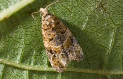 European grapevine moth.