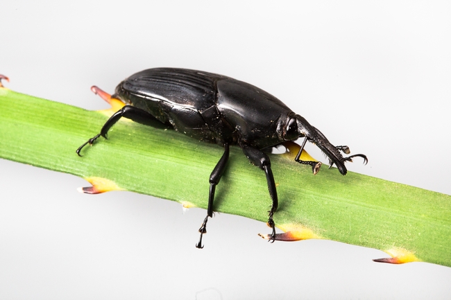South American palm weevil has recently spread to San Diego County. (Photo: Mike Lewis)