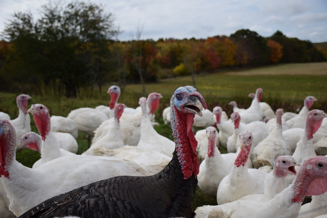Today's farmed turkeys barely resemble their ancestors. (Photo: USDA)