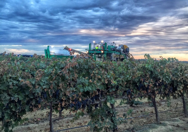 A stormy vineyard captured by California Winegrape Growers on Twitter, @CAWG_GROWERS.