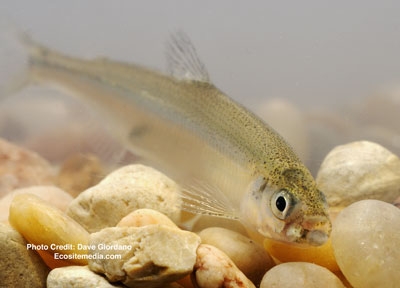 The fate of delta smelt is one issue in California's water wars.