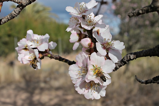 A bee pollinates an almond blossom under sunny skies.
