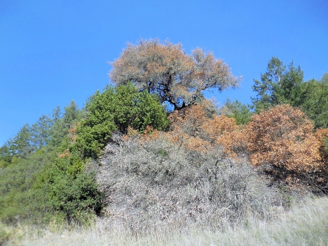 A mature live oak dying from Sudden Oak Death at the Pepperwood Preserve in Sonoma County.