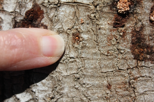 Polyphagous shot hole borer introduces a lethal fungus when it bores into trees.