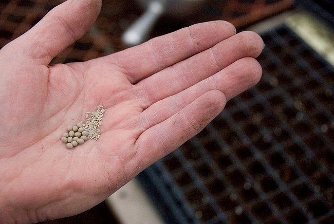 Saving seeds from your garden and sharing them in a seed library works with open-pollinated plants.