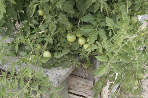 Homegrown tomatoes can be fully ripened on the vine.