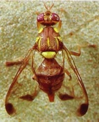Melon fruit fly is about the size of a house fly.