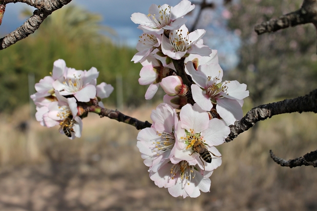 As blossoms begin to pop on Central California fruit and nut trees, farmers are worried about the low levels of rainfall seen in the state so far this winter.