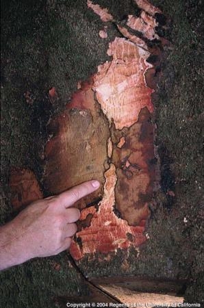 Discoloration characteristic of infection by Phytophthora ramorum, which causes SOD.