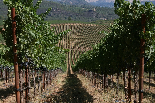 California winemakers are concerned about new Chinese tariffs on wine imports, even though per capita consumption of wine in the country remains low. 'It's all about the future,' say UC ANR experts. (Photo: UCCE Mendocino County)