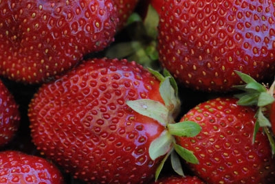 Conventional strawberry production involves the use of a soil fumigant before the crop is planted.