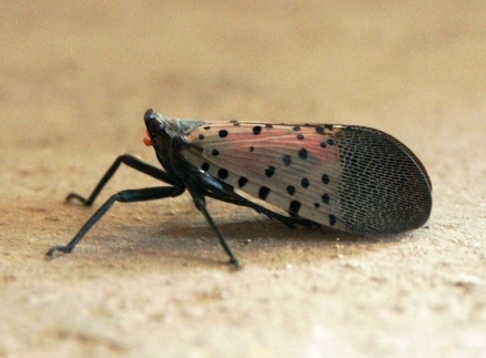 Spotted lanternfly. (Photo: Wikimedia Commons)