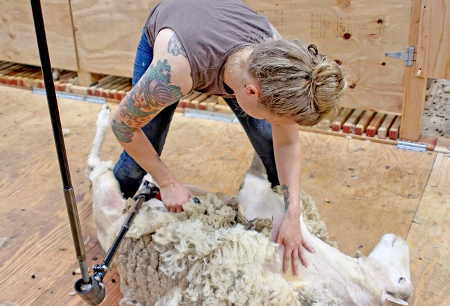 Shearers can earn $50 to $100 per hour, UCCE's John Harper said, and can start a business with a $3,000 investment in equipment. (Photo: Evett Kilmartin)