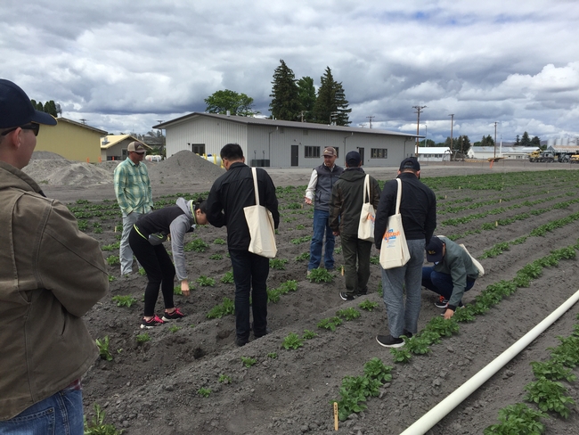 Chinese agricultural scientists explore a  potato research field at UC ANR's Intermountain Research and Extension Center in Tulelake.