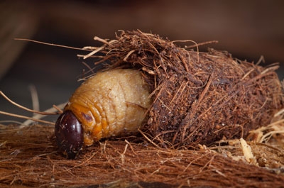 Red palm weevil larva emerges from its cocoon.