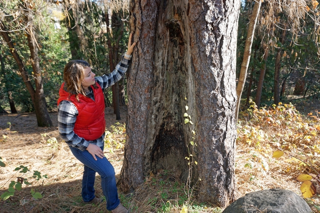 UCCE forest and fire advisor Kate Wilkin examines a tree with an old fire scar.