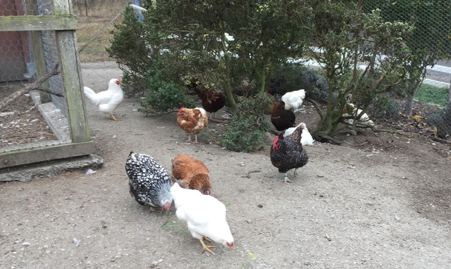 Raising backyard poultry is increasing in popularity.