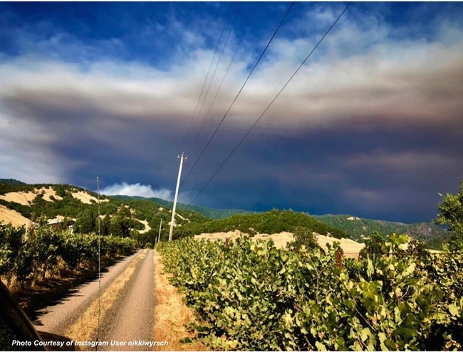 Grapes are particularly to smoke taint when growing close to a wildfire.