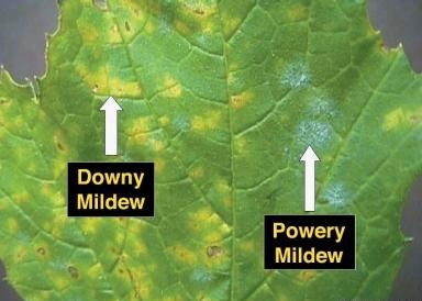 Downy mildew and powdery mildew on a grape leaf.