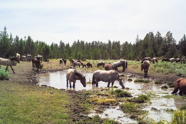 A herd of horses visits a spring at Devil's Garden wild horse territory. (Photo: Laura Snell)