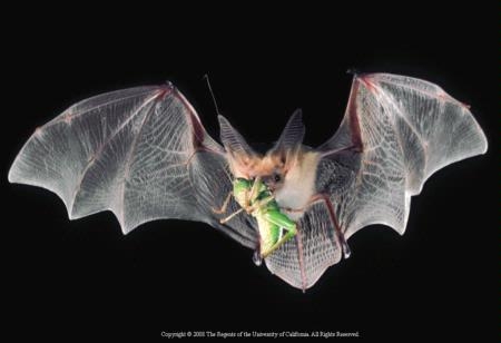 Bats help organic farmers by feeding on crop pests.