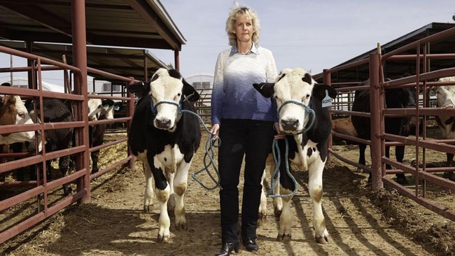 Alison Van Eenennaam with hornless cattle. (Photo: Aleksandra Domanovic and Spencer Lowell)