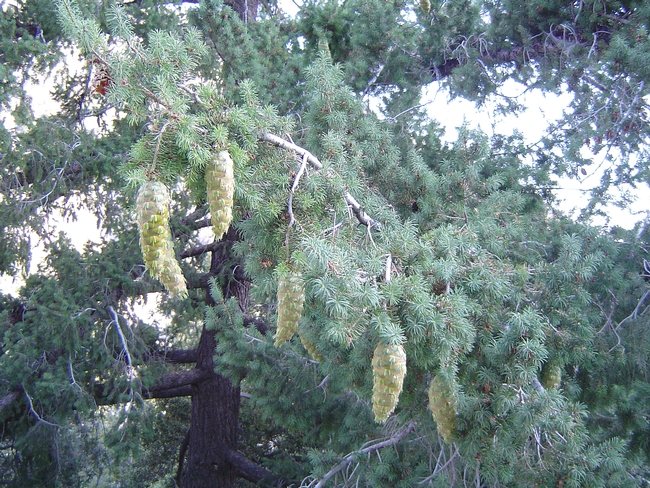 Bigcone Douglas-fir occurs from the San Rafael Mountains in central Santa Barbara County and the Tehachapi Mountains of southwestern Kern County, south through the Transverse Ranges, to the Cuyamaca Mountains in San Diego County. (Photo: Wikimedia Commons)