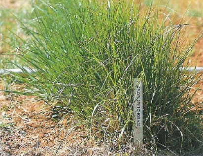 Switchgrass is a possible biofuel crop.