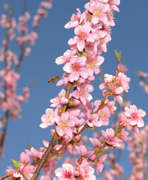 A honeybee approaches peach blossoms. (Photo: Kathy Keatley Garvey)