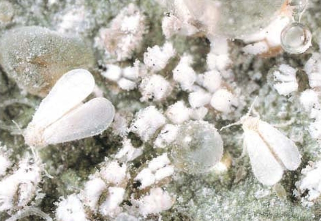 A dense population of winged adult whiteflies and nymphal stages cover foliage, producing large amounts of honeydew (the clear droplet). (Photo: California Agriculture journal)