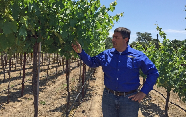 UCCE specialist Kaan Kurtural, pictured above, said labor costs about 7 cents per vine with mechanical management vs. $1 per vine using conventional labor.