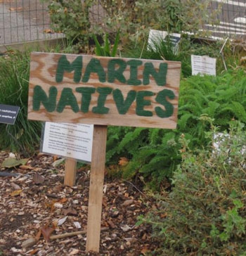 Native plants on display at an existing Marin County community garden.
