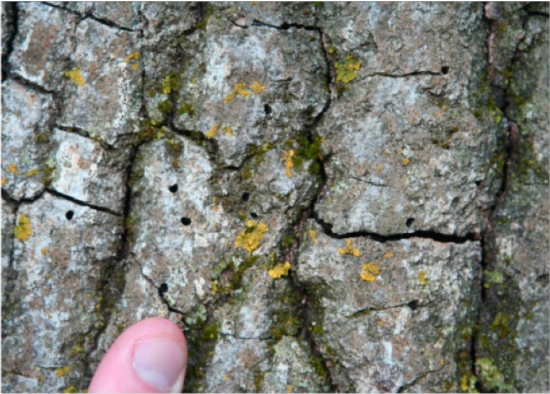 D-shaped exit holes in bark are a sign that GSOB have infected a tree.