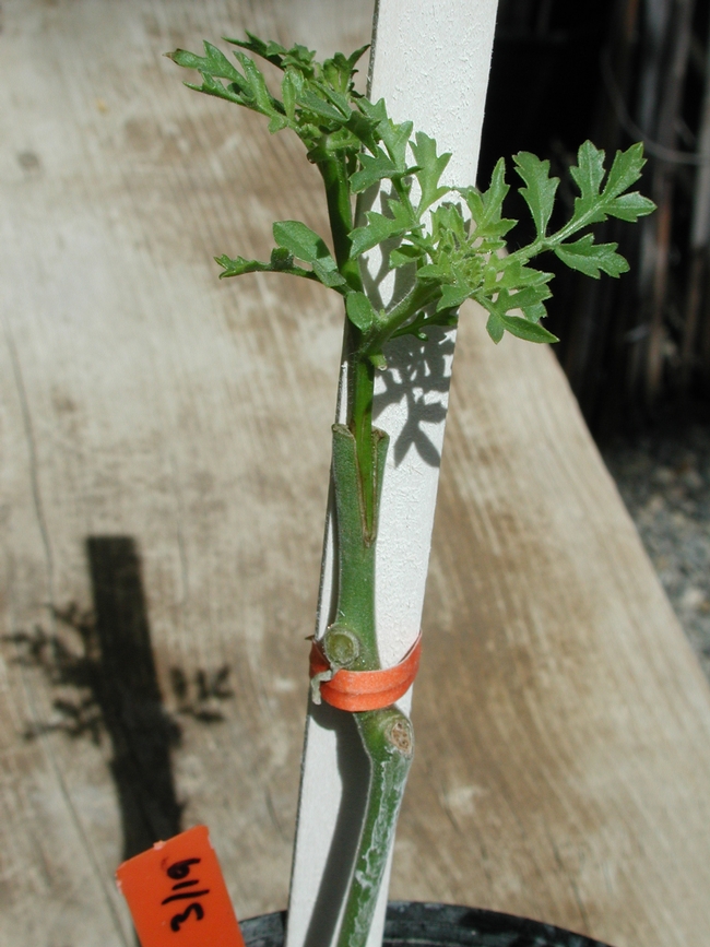 A grafted tomato plant. (Photo: Tomato Genetics Resource Center Image Library)