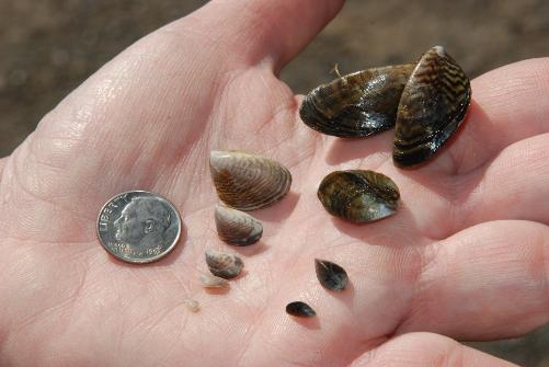 Quagga mussels at different stages of development. (Photo: California Department Fish and Wildlife)