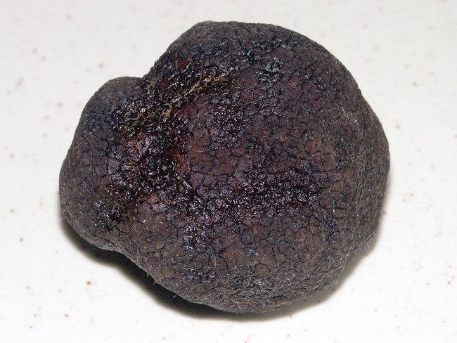 Perigord black truffles potential new crop for California. (Photo: Wikimedia Commons)