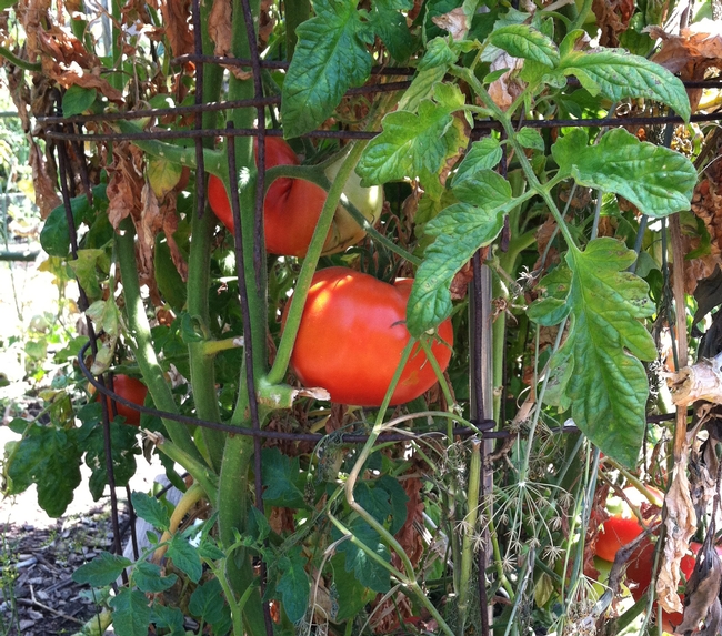 Tomatoes can be planted in late March, UC Master Gardener Yvonne Savio told the LA Times, but wait until April to plant summer crops like eggplant, peppers and cucumber.
