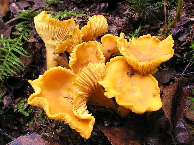 Wild golden chanterelle mushrooms. (Photo: Wikimedia Commons)