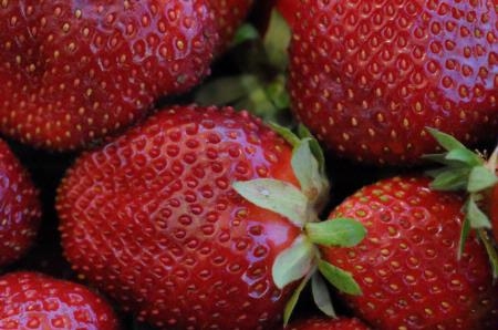 Strawberries make a significant contribution to the Ventura County economy.