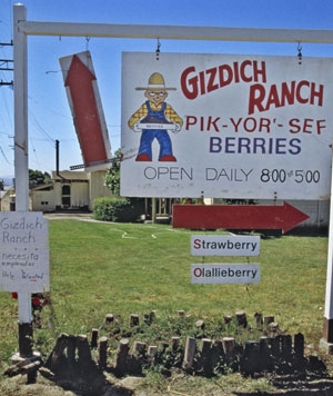 Gizdich Ranch operates a U-pick operation.