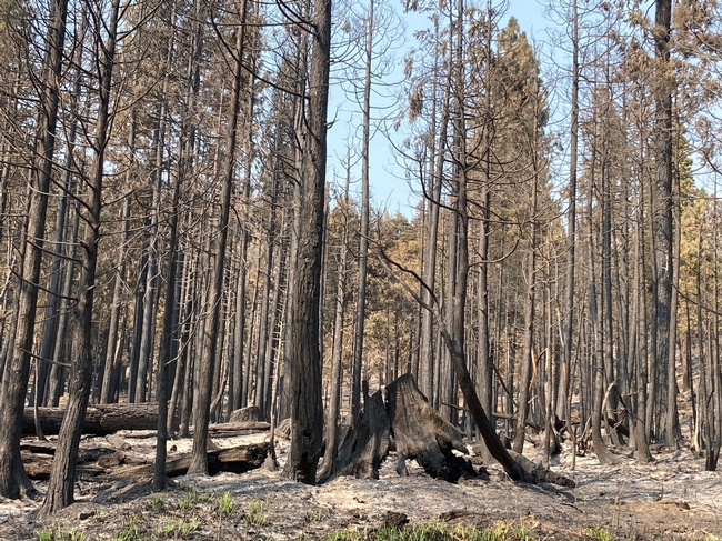 A dense stand pine trees and firs burned by the 2020 Creek Fire.