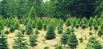 Cut the environmental impact of Christmas by buying a tree at a local farm. for ANR News Blog Blog