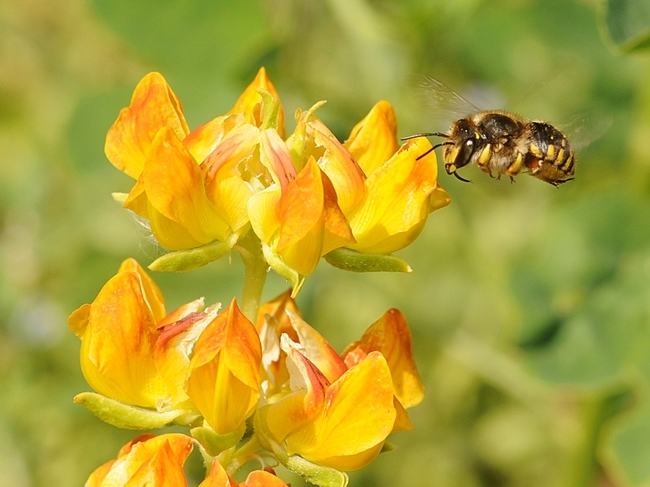 Female wool carder bee (Anthidium manicatum) heads for lupine at the Harry H. Laidlaw Jr. Honey Bee Research Facility, UC Davis. (Photo by Kathy Keatley Garvey)