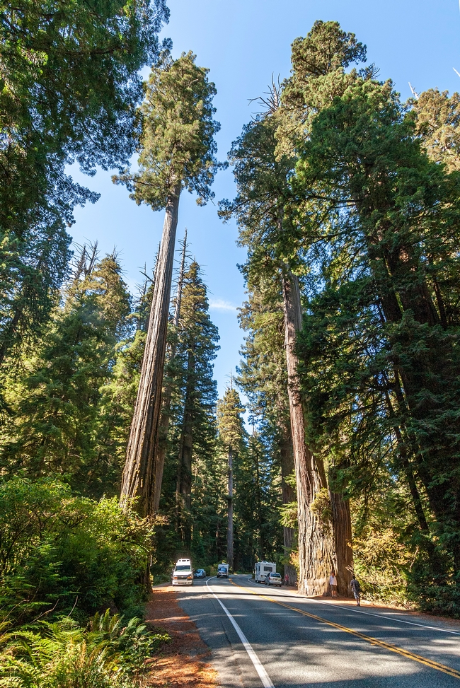 Towering coast redwoods frame a Northern California highway. (Photo: Wikimedia Commons)