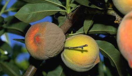 Brown rot, seen at left, is a concern for peach growers this year.