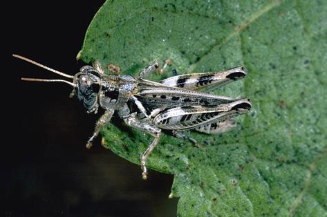 An adult devastating grasshopper, Melanoplus devastator.