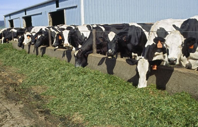 Alfalfa is an important part of a lactating cow's diet.