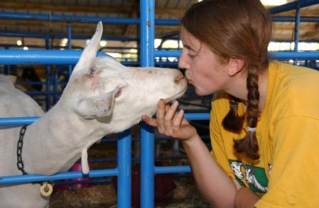 4-H member Sarah Hazeltine of Woodland kisses her goat. (Photo: Kathy Keatley Garvey)