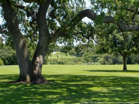 Although shade-tolerant turf can be used under oaks, it is best to replace the turf with mulch.