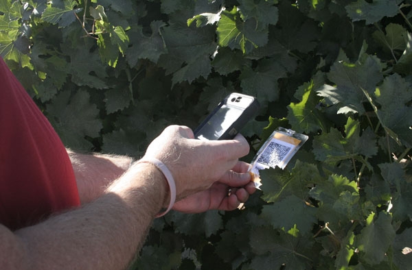 At a UC field day, farmers could get more information on specific varieties with their smart phones.